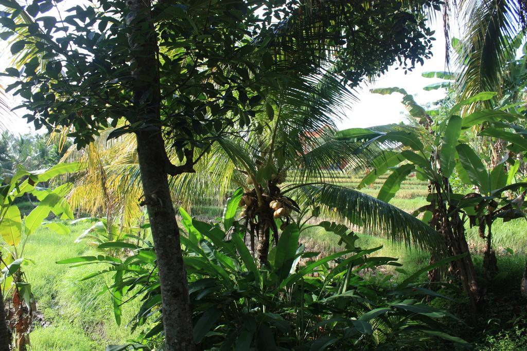 Wonder-Land Villa Ubud Extérieur photo